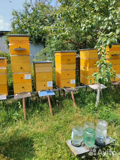 Пчелы и улья