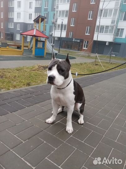 Передержка домашних животных