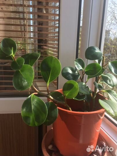 Комнатные растения цветы