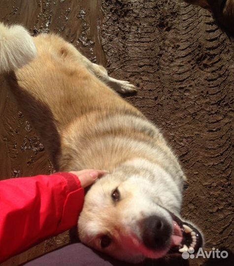 Выгул собак