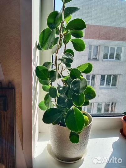 Домашние комнатные растения фикус, пеперомия