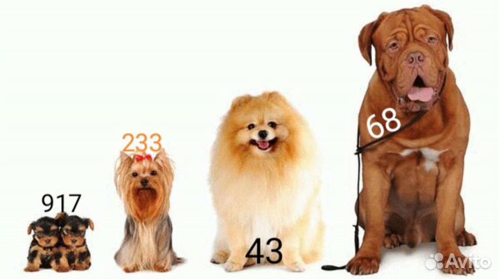 Инструктор по вязке собак