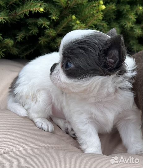 Щенки чихуахуа mini, редкого окраса