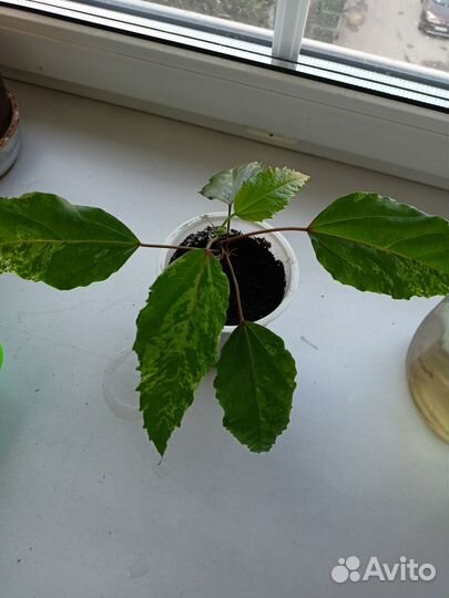 Гибискус Снежная королева цветок