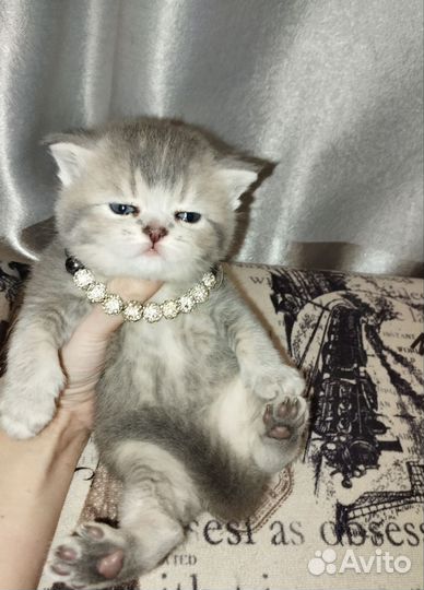 Шотландский мишка