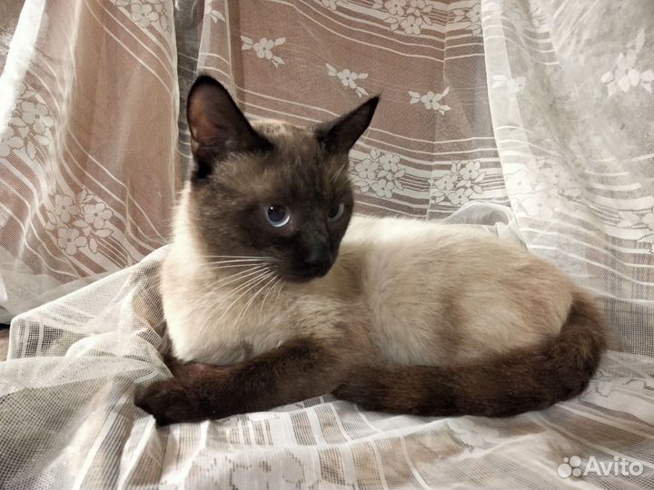 Сиамский котик в добрые руки