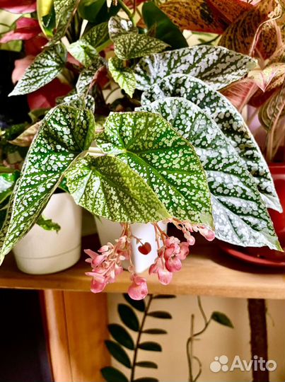 Кейн бегонии, тростниковые бегонии