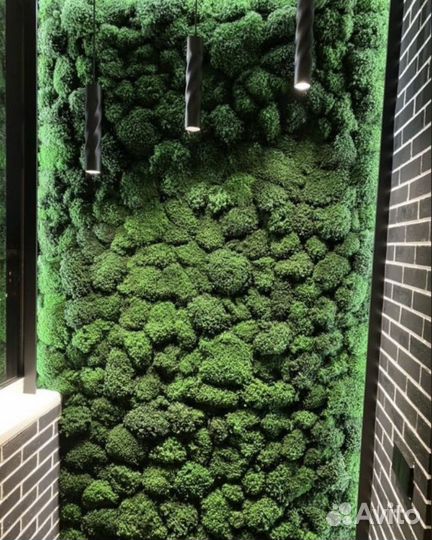 Стабилизированый мох