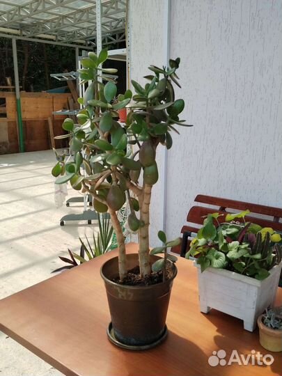 Толстянки, крассула (денежное дерево)