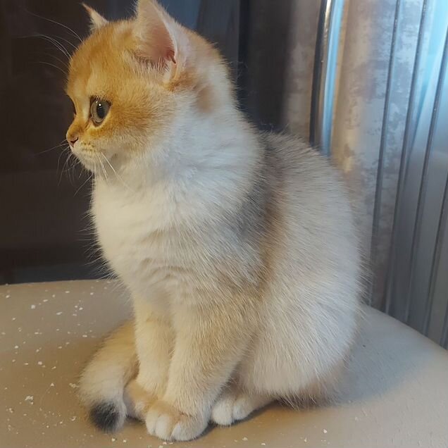 Британский короткошёрстный котёнок