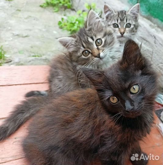 Кошка в дар бесплатно
