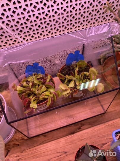 Венерина мухоловка Дионея