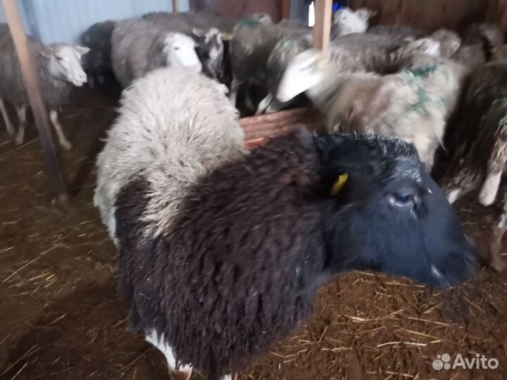 Баран дорпер на племя