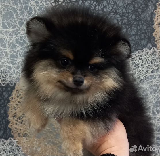 Щенки шпица