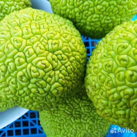 Адамовое яблоко