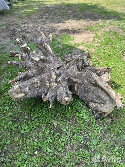Корень пень березы сосны
