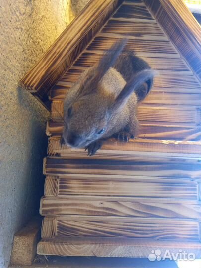 Белки черные кавказкие