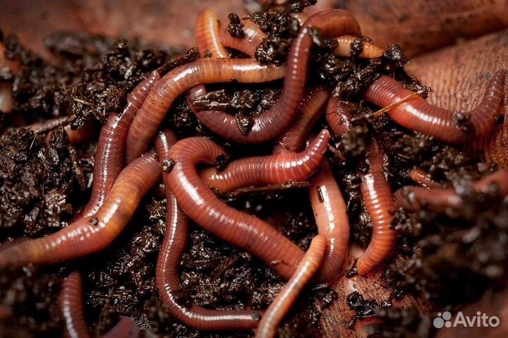 Калифорнийские черви для удобрения