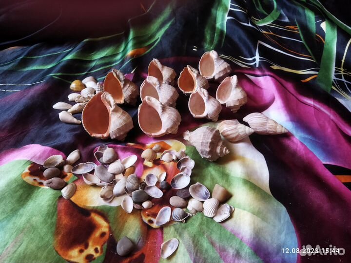 Ракушки морские