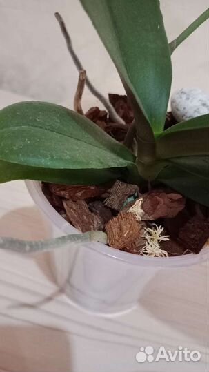 Орхидея Phal. Чиа-Yueh Калейдоскоп