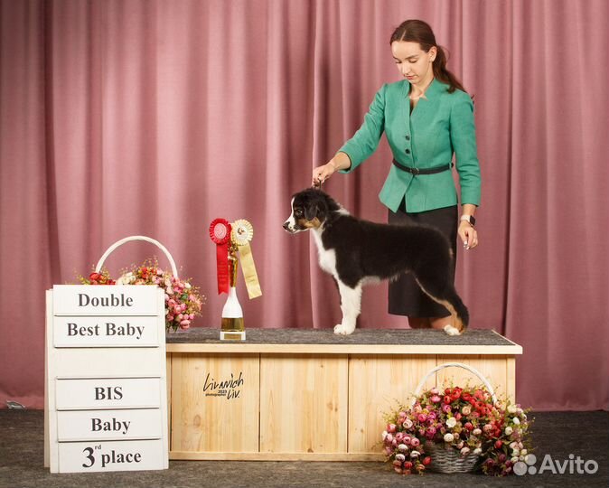 Щенок миниатюрной американской овчарки