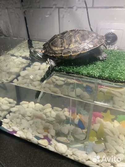 Красноухая черепаха