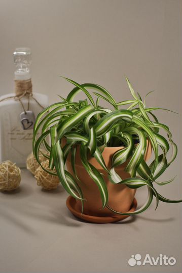 Хлорофитум. Комнатные цветы