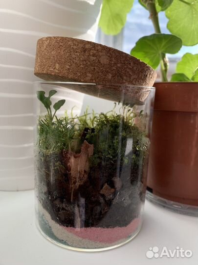 Мохариум, флорариум из натуральной природы