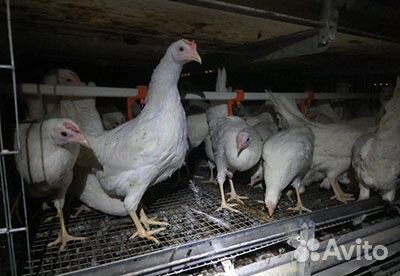 Куры несушки молодки