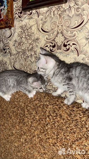 Кошка шотландская прямоухая