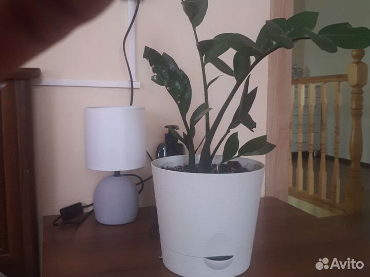 Замиокулькас в горшке