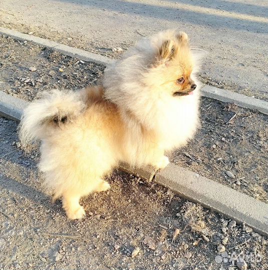 Шпиц мальчик