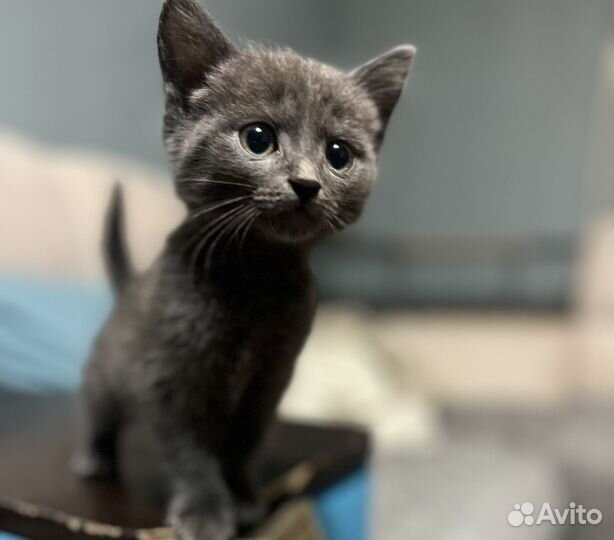 Котенок девочка в добрые руки