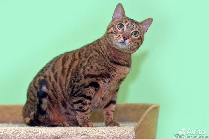 Бенгальскую кошку сдали в приют