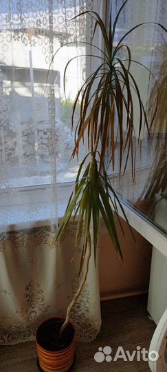 Продам драцену