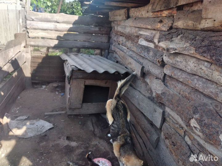 Щенки бесплатно