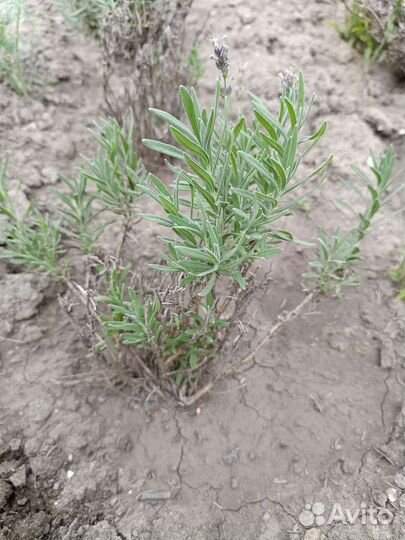 Лаванда супер саженцы