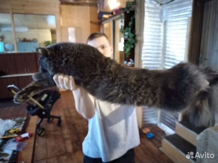Котята мейкун