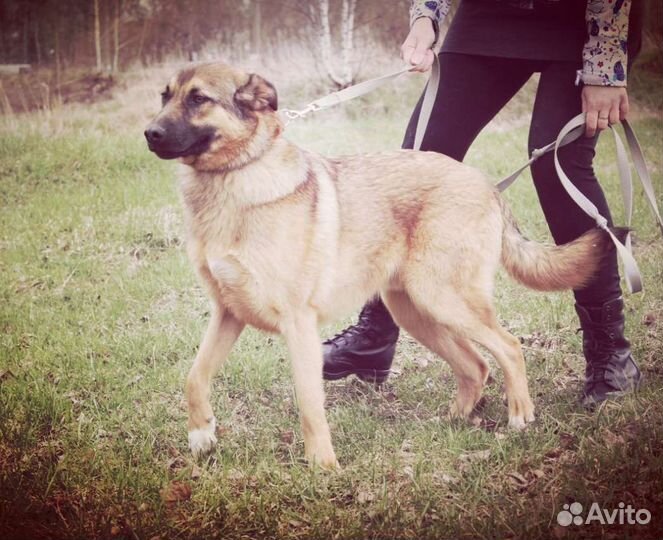 Пёс Бурбон ищет дом