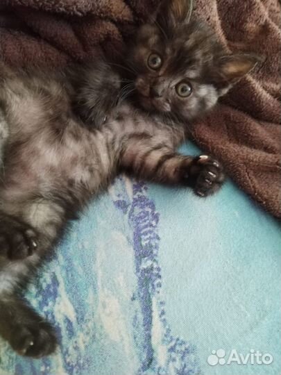 Котятам 2 месяца, лоток на отлично