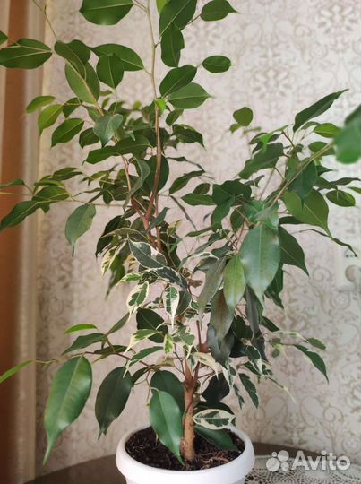 Фикусы Бенджамина