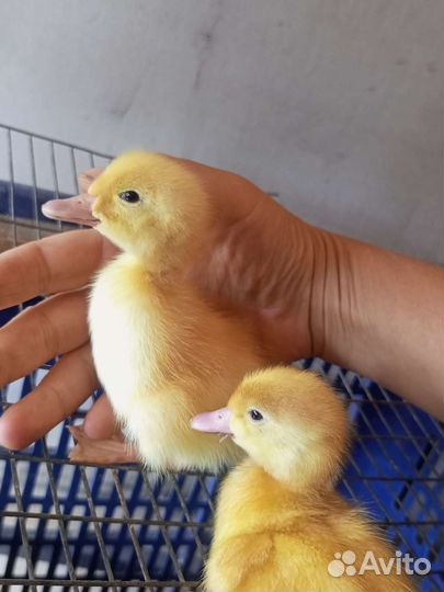 Сбор заказа на утят, цыплят несушки, индюшат