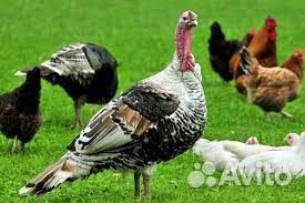 Вахта упаковщик птицефабрика питание Пенза