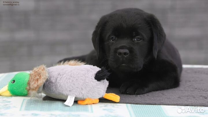 Лабрадора щенки