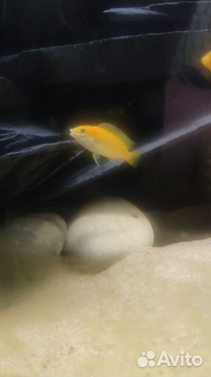 Аквариумные рыбки