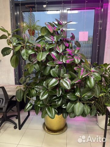 Фикус эластика