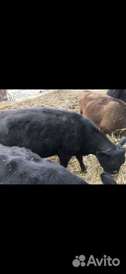 Тёлки Абердин Ангус