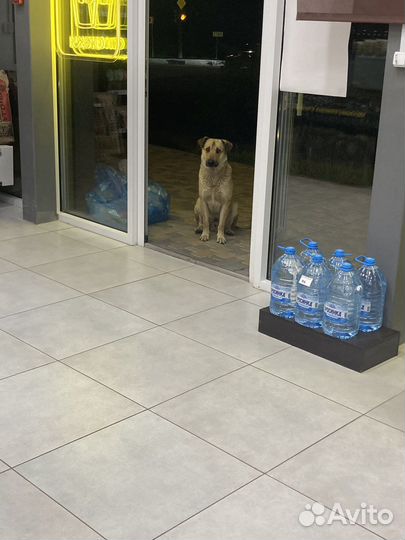 Собака в добрые руки