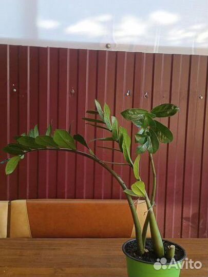 Замиокулькас