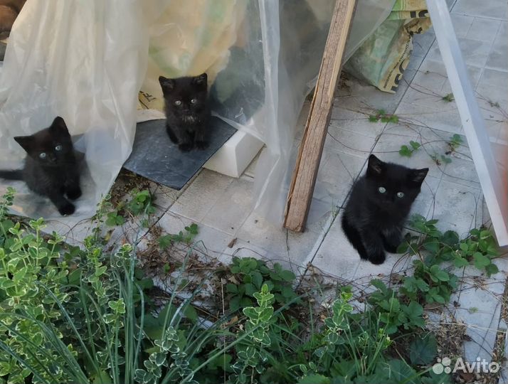 Котята в добрые ручика